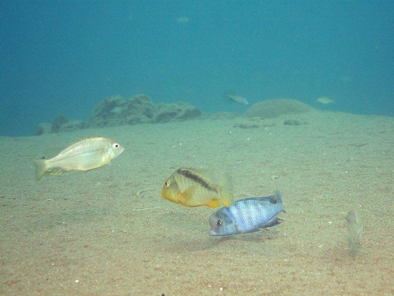 Cyrtocara moorii 'Malopa'